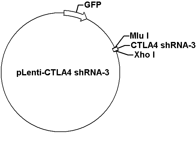 pLenti-CTLA4 shRNA-3 Plasmid