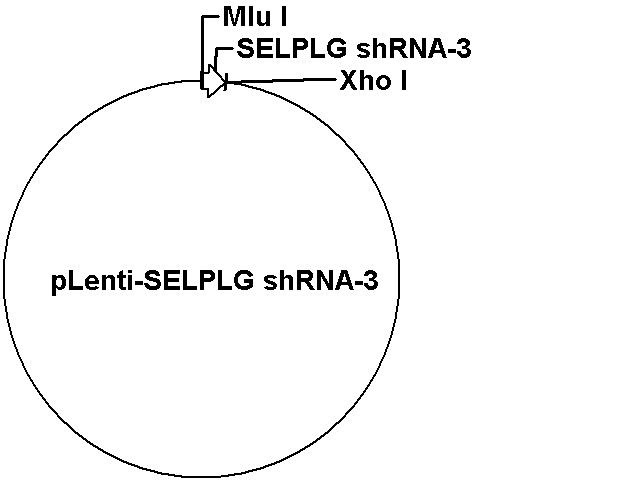 pLenti-SELPLG shRNA-3 Plasmid