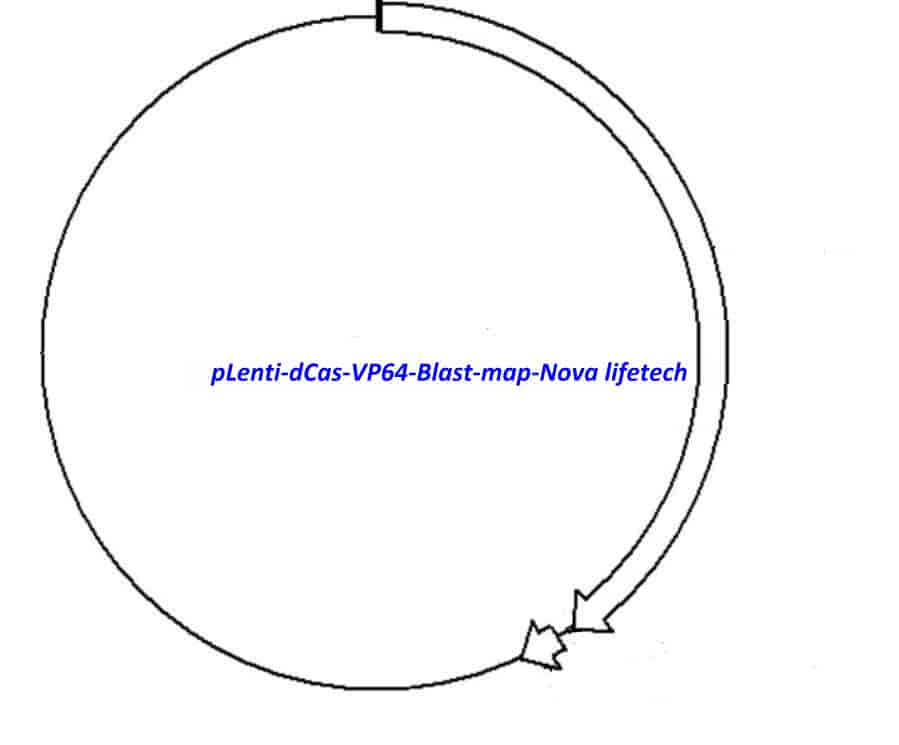 pLenti dCas VP64- Blast