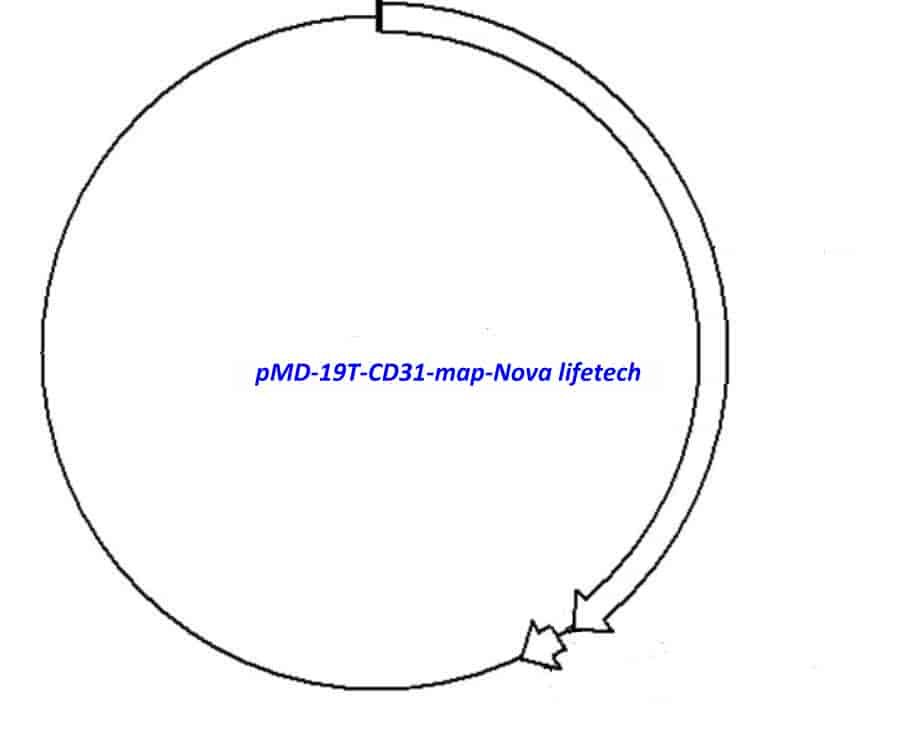 pMD-19T-CD31 Plasmid