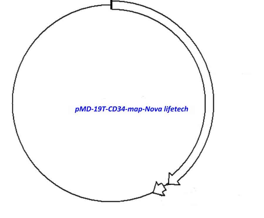 pMD-19T-CD34 Plasmid
