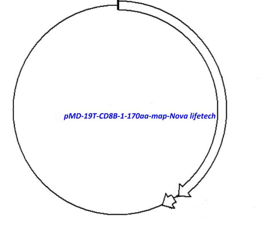 pMD-19T-CD8B(1-170aa) Plasmid