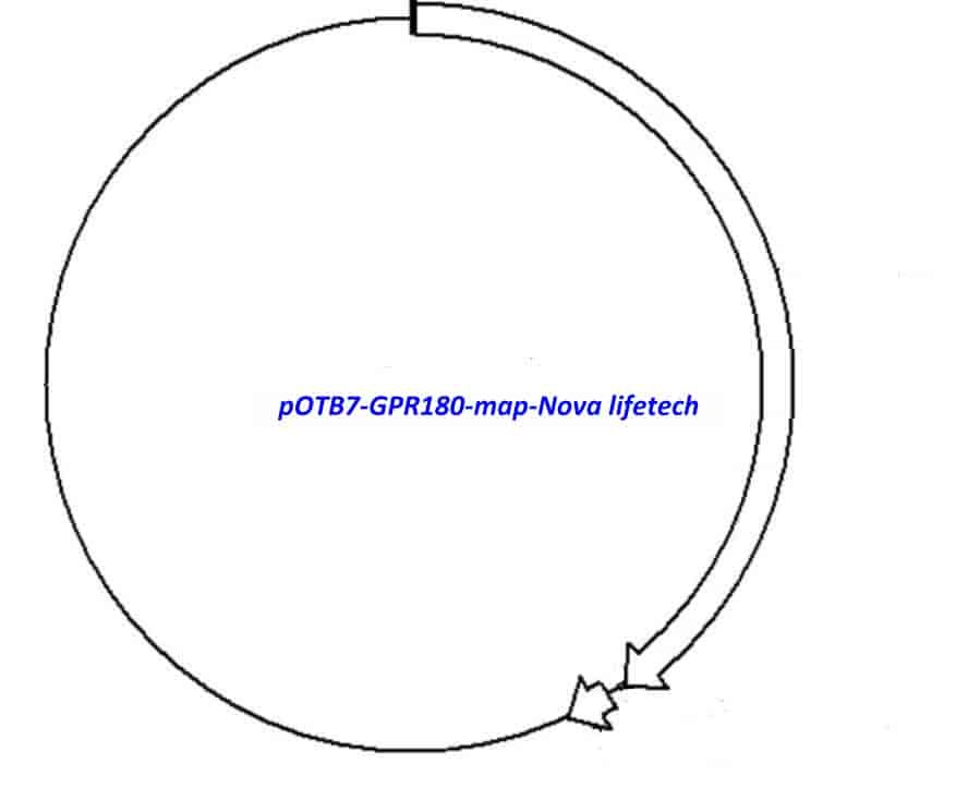 pOTB7-GPR180 Plasmid