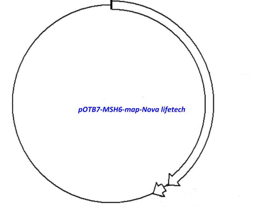 pOTB7-MSH6 Plasmid