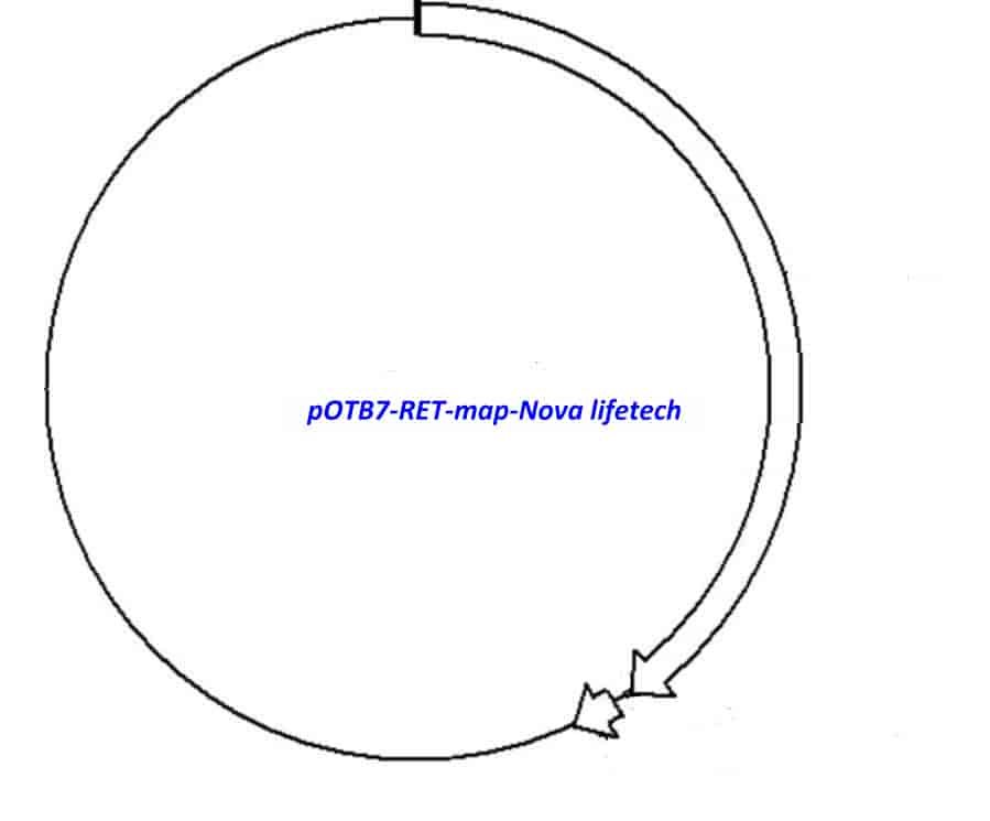 pOTB7-RET Plasmid