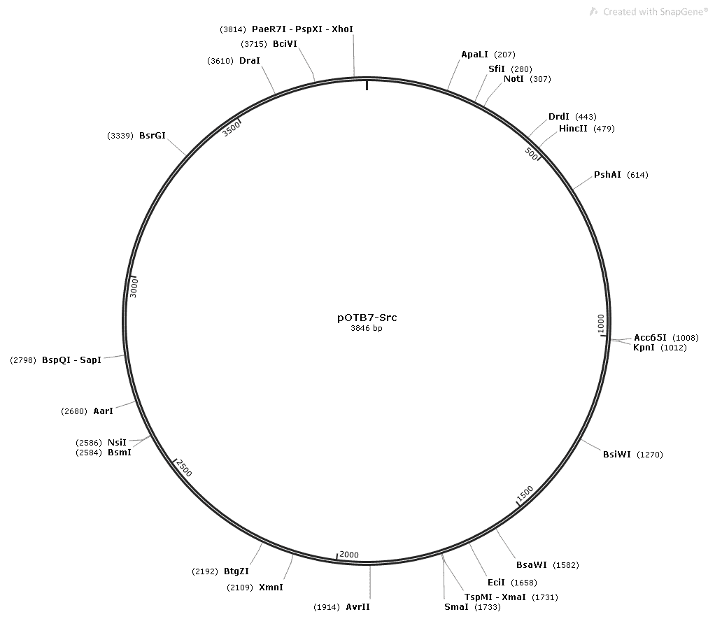 pOTB7-Src Plasmid