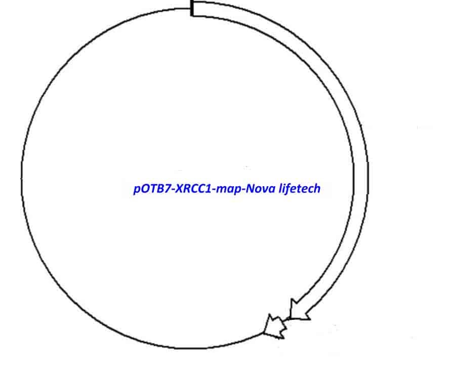pOTB7-XRCC1 Plasmid