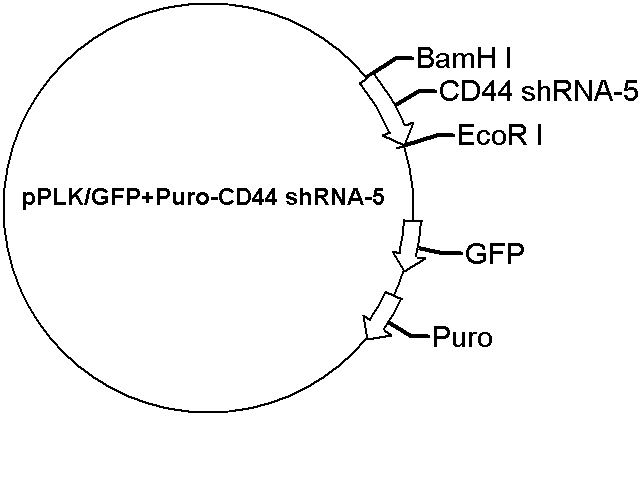pPLK/GFP+Puro-CD44 shRNA-5 Plasmid
