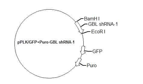 pPLK/GFP+Puro-GBL shRNA-1 Plasmid
