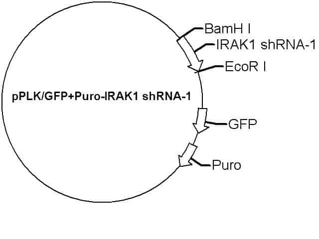 pPLK/GFP+Puro-IRAK1 shRNA-1 Plasmid
