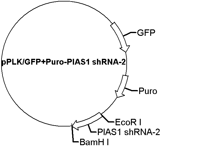 pPLK/GFP+Puro-PIAS1 shRNA-2 Plasmid