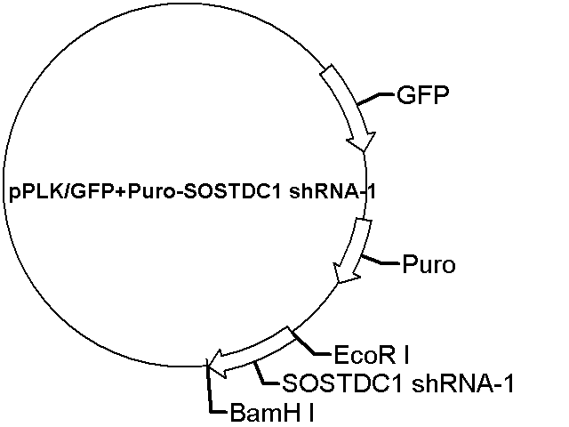 pPLK/GFP+Puro-SOSTDC1 shRNA-1 Plasmid
