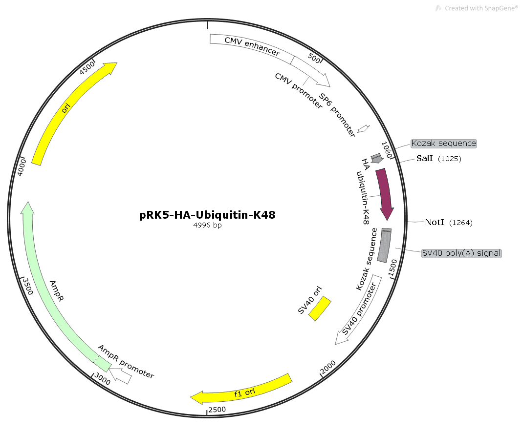 pRK5- HA- Ubiquitin- K48 - Click Image to Close