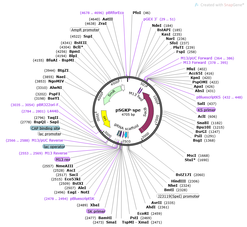 pSGKP-spe Plasmid