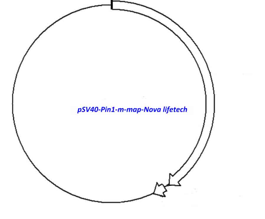 pSV40- Pin1- m - Click Image to Close