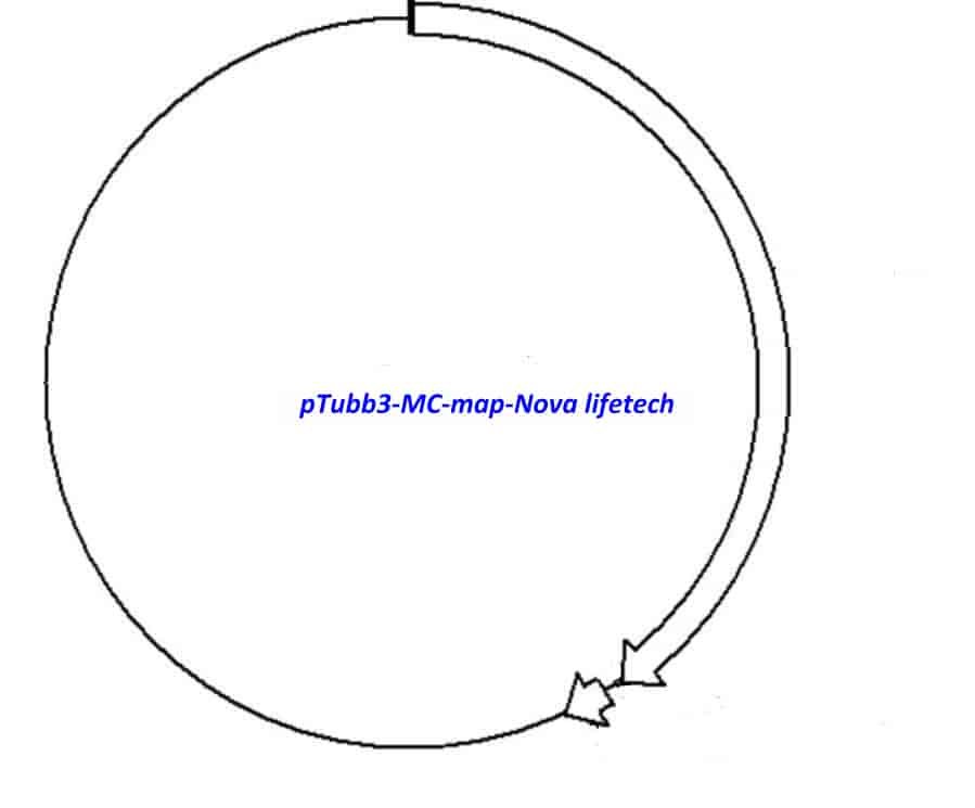 pTubb3-MC