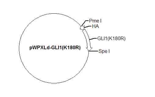 pWPXLd-GLI1(K180R) Plasmid