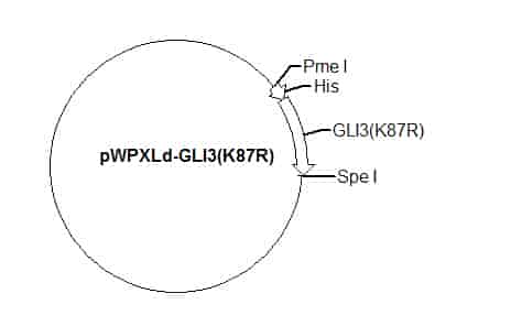 pWPXLd-GLI3(K87R) Plasmid