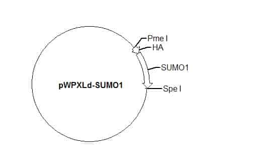 pWPXLd-SUMO1 Plasmid