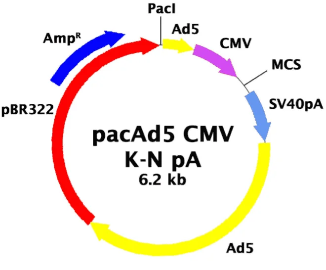 pacAd5 CMVK-NpA
