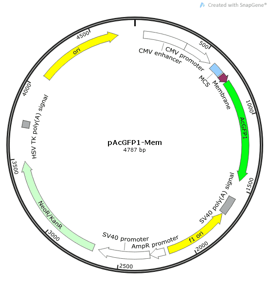 pAcGFP1-Mem