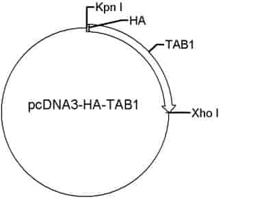 pcDNA3-HA-TAB1 Plasmid