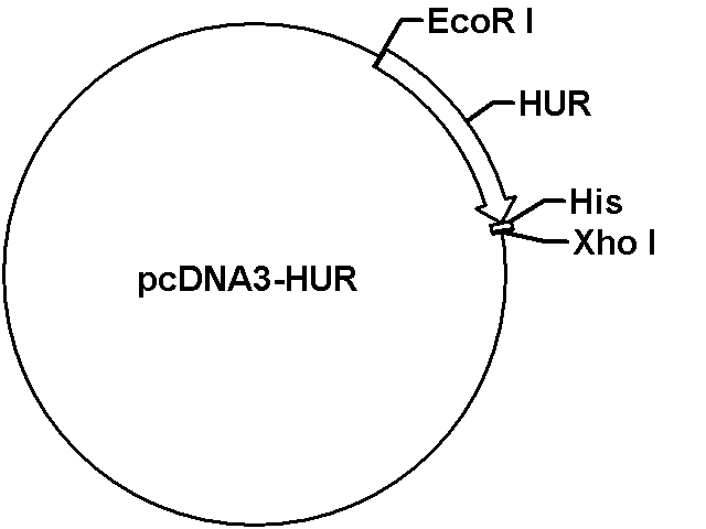 pcDNA3-HUR Plasmid