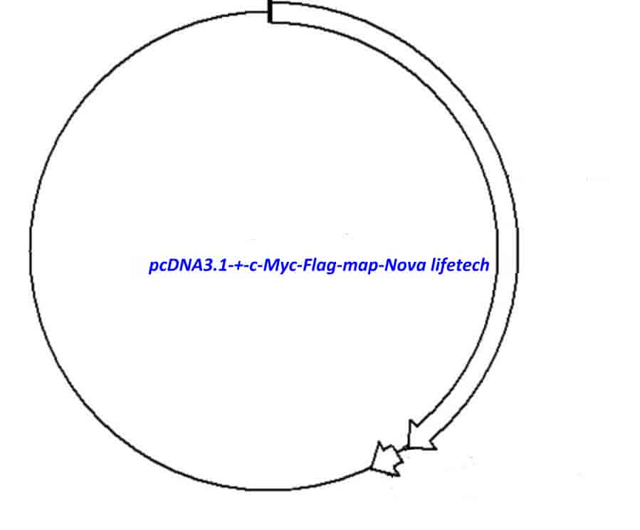 pcDNA3.1(+)-c-Myc-Flag Plasmid