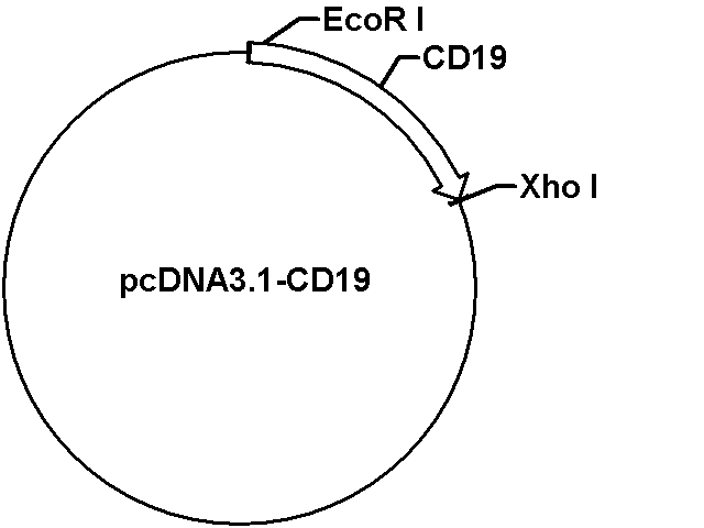 pcDNA3.1-CD19 Plasmid