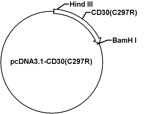 pcDNA3.1-CD30(C297R) Plasmid