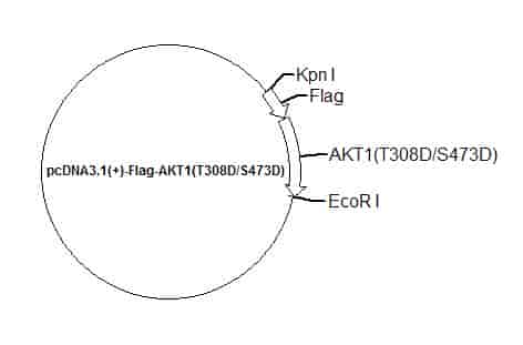 pcDNA3.1(+)-Flag-AKT1(T308D/S473D) Plasmid