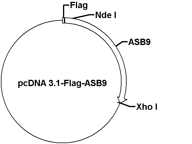 pcDNA3.1-Flag-ASB9 Plasmid