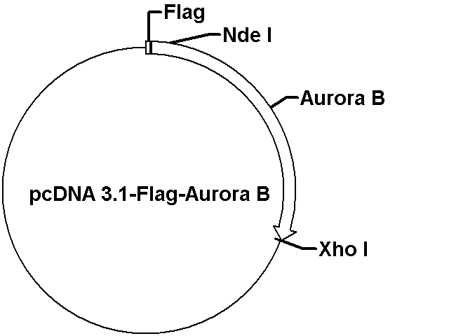 pcDNA3.1-Flag-Aurora B Plasmid