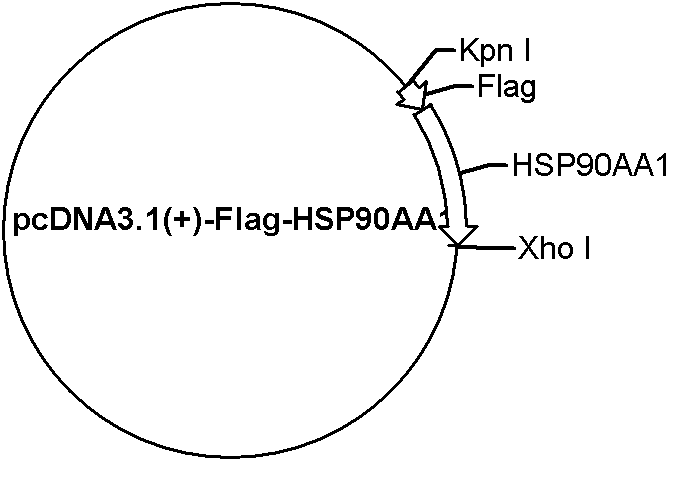pcDNA3.1(+)-Flag-HSP90AA1 Plasmid