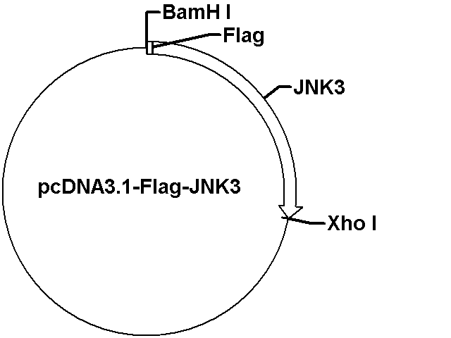 pcDNA3.1-Flag-JNK3 Plasmid
