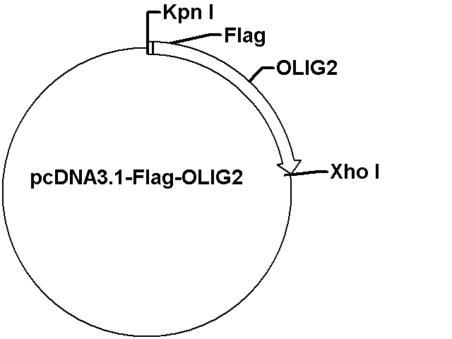pcDNA3.1-Flag-OLIG2(S73G;M128V) Plasmid