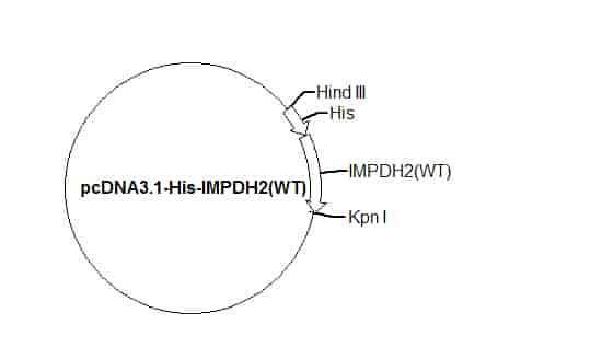 pcDNA3.1-His-IMPDH2(WT) Plasmid