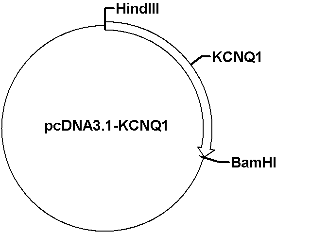 pcDNA3.1-KCNQ1 Plasmid