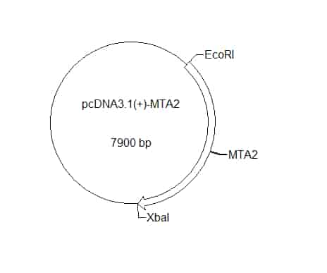 pcDNA3.1(+)-MTA2 Plasmid