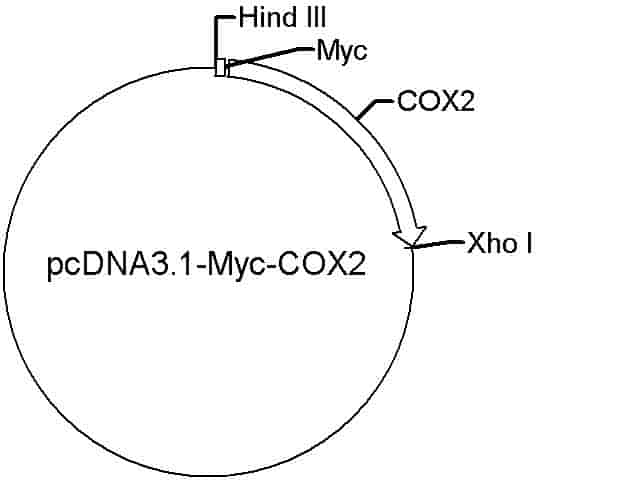 pcDNA3.1-Myc-COX2 Plasmid