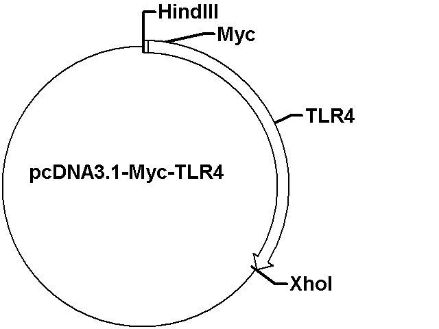 pcDNA3.1-Myc-TLR4 Plasmid