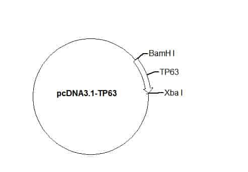 pcDNA3.1-TP63 Plasmid
