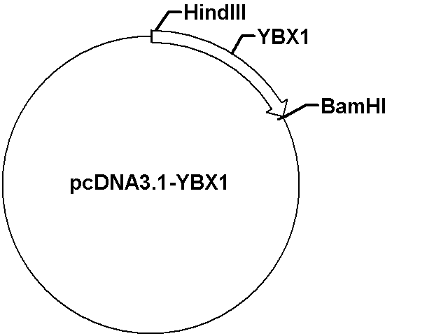 pcDNA3.1(+)-YBX1 Plasmid
