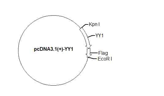pcDNA3.1(+)-YY1 Plasmid