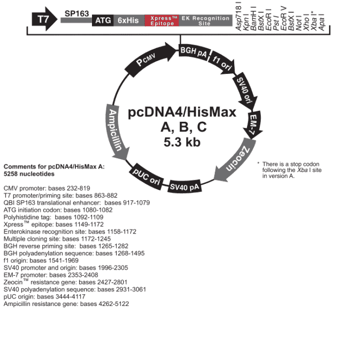 pcDNA4/HisMax B