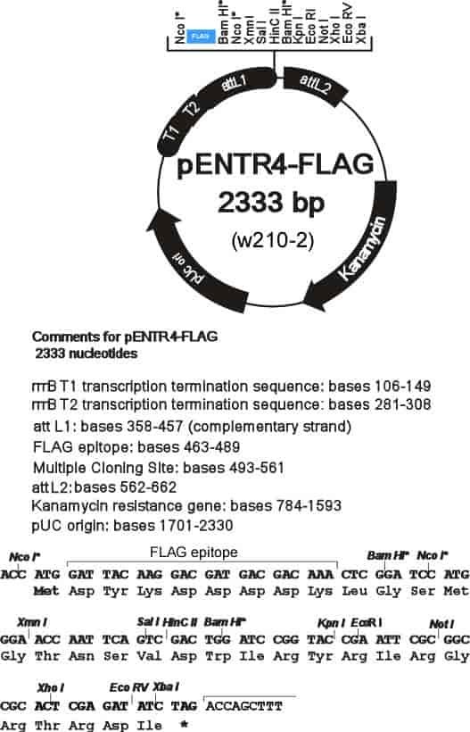 pENTR4-FLAG