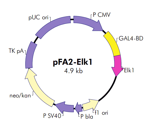 pFA2-Elk1