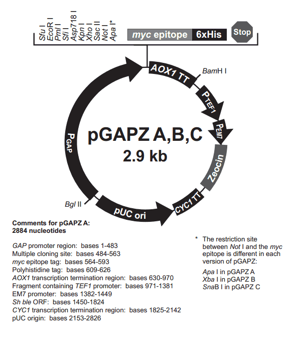 pGAPZ B