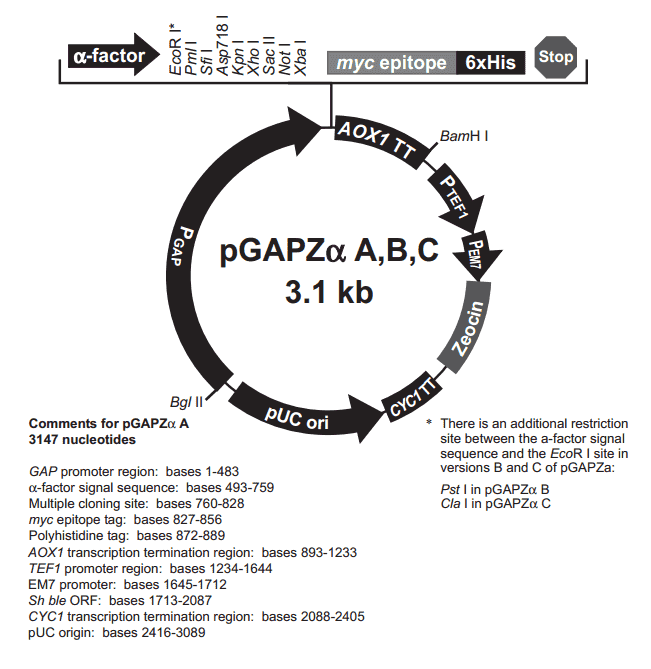 pGAPZ