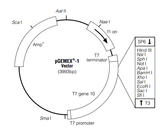 pGEMEX-1
